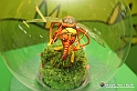 VBS_7275 - Mondo Babonzo